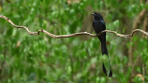 Drongo común de cola raqueta, Dicrurus paradiseus, Tailandia; cuerpo mirando al frente mientras está posado en una vi
