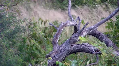 Una pitón de roca africana enrollada y camuflada en la rama de un árbol muerto en la sabana.