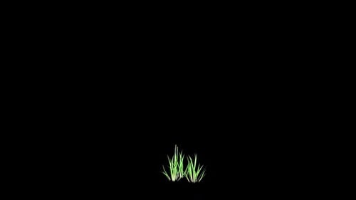 Anbau von Deschampsia-Pflanzen
