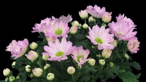 Time lapse of opening pink chrysanthemum flower with ALPHA channel