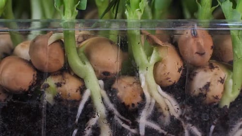 Germination of green peas. Seedlings Micro Greens for a healthy diet. Vegan food, organic products o