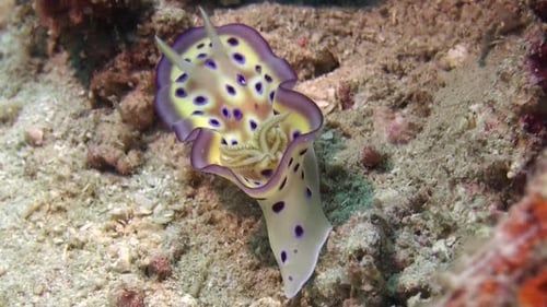 nudibranche chromodoris kuniei rampant sur un fond sableux, soulevant et abaissant la jupe du manteau, vue fr