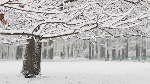 It is Snowing Heavily in the Park Large Flakes of Snow are Slowly Falling on Tree Branches People