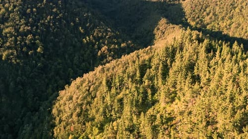 sun, europe, trees, woods, yellow, above, natural, trunk, roadway, scenery, car, asphalt, way, trans
