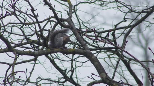 Gray Squirrel sitting on tree branch cleaning itself then jumps away Day time. UK North London Boreh