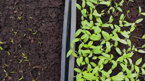 Green Seedlings Growing in Soil