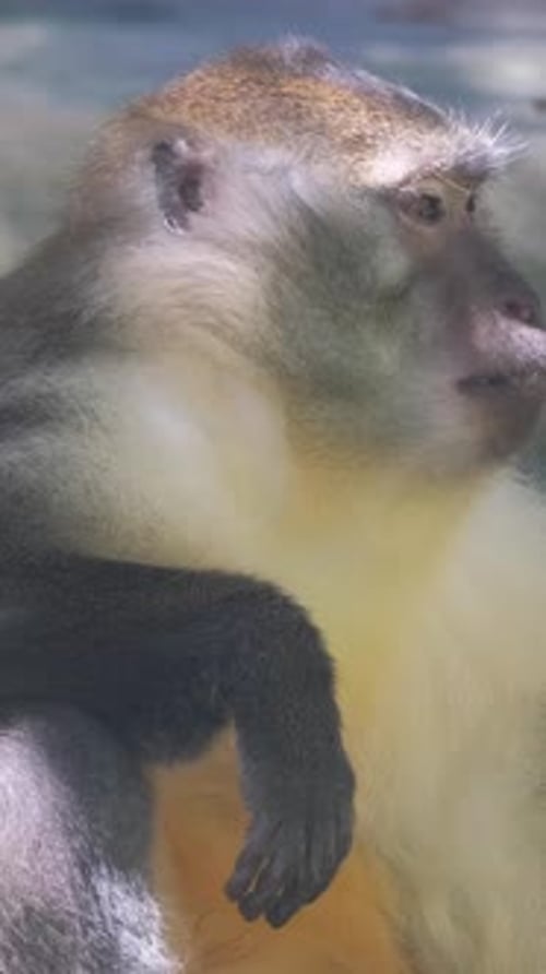 Monkey is a Genus of Hominid of the Primate Family Vertical Video