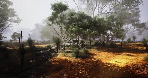 Serene Landscape Showcasing Vibrant Flora Under Soft Morning Light in Australia