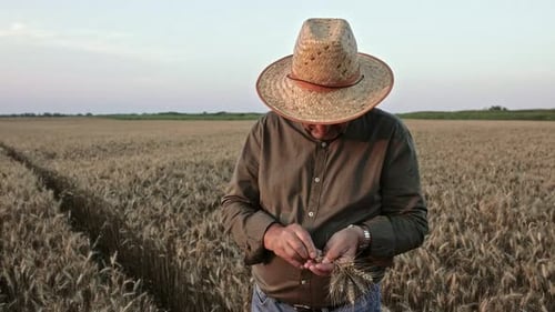 Portrait of senior farmer with hat standing in wheat field examining crop at sunset.