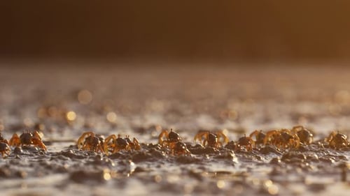 Golden Light Sparkles On Wet Sand As Tiny Crabs Crawl Along The Beach
