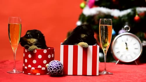 New Year Puppy in Gift Box Christmas Puppy Funny Pet Cute Puppy Celebrate New Year Eve Winter Crazy