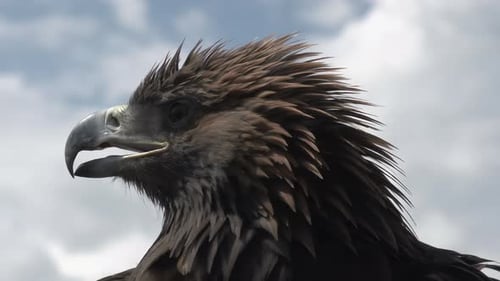 Steinadler auf Himmelshintergrund