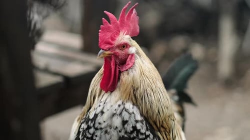 Portrait Rooster on a Natural Background Farm Birds