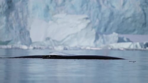 Whale Swimming in the Antarctic Waters