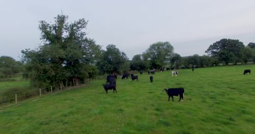 Flyover view of cattle grazing on grass pasture land in north Wales UK