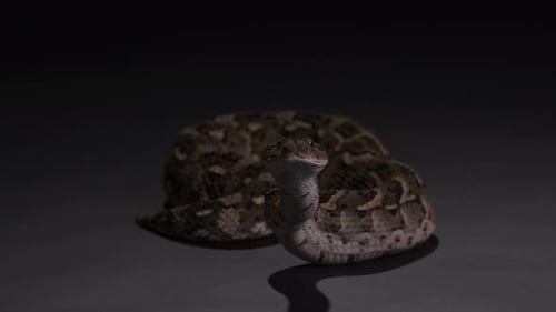 Gray Snake Coiled and Looking Forward