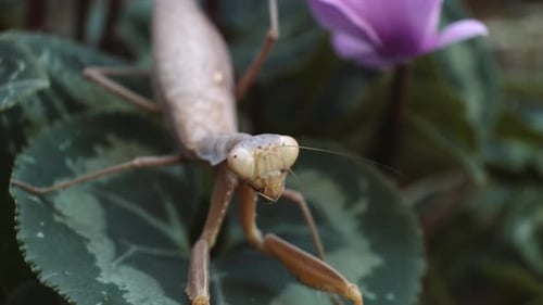 Brown Praying Mantis Sit On Green Leaf With Purple Flower. - close up