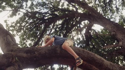 Verspielter Junge klettert mit baumelnden Beinen einen Baum hinunter