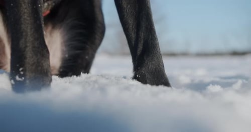 SLOW MOTION: Dog starts to run in the wintertime