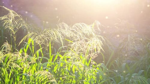 Green Field Grass Fluffy Flowering Panicles Bright Shining Sun Sunny Summer Day