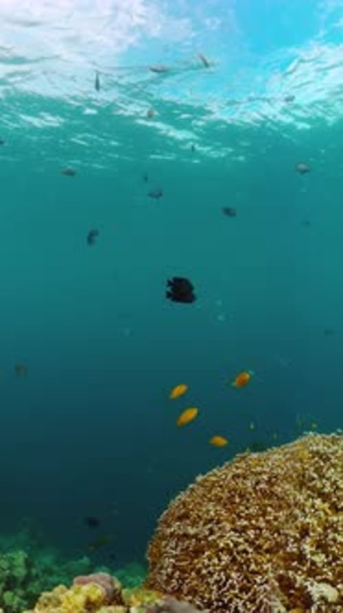 Coral Reef and Marine Fish Underwater World