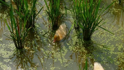Junge Entenküken schwimmen im grünen Teich
