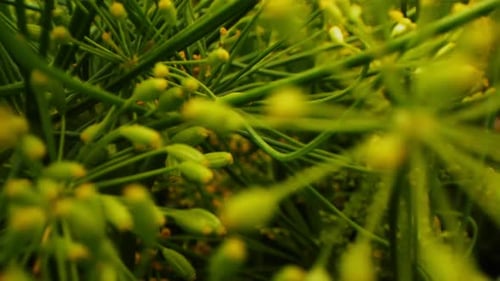 Motion Between Dill with Large Inflorescences Close View