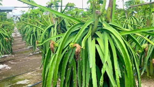 Dragon Fruit Farm with Rows of Greenery