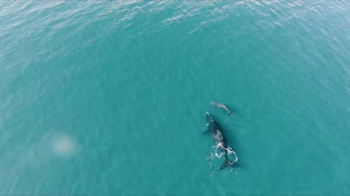 Whales Swimming in Turquoise Ocean from Above