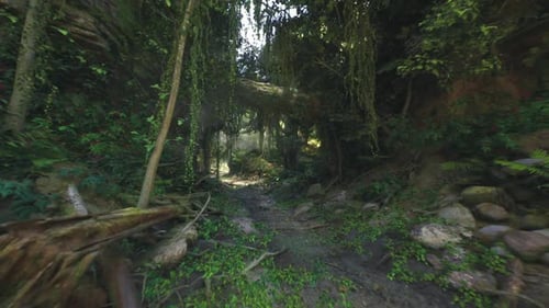 Overgrown Forest Gateway Featuring Fallen Branches and Moist Leaves