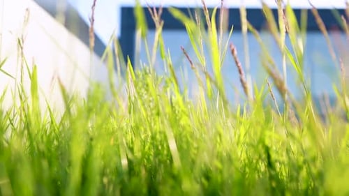 Close-up of lush green grass with soft sunlight, urban building blurred in the background