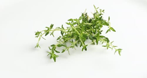 Twigs of fresh aromatic thyme on white background, spinning