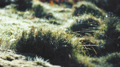 A close-up shot of the grassy hillocks covered in dew. Cobwebs hang on the blades of grass. High-qua