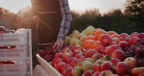 Person Sorting Fresh Fruit at Outdoor Market