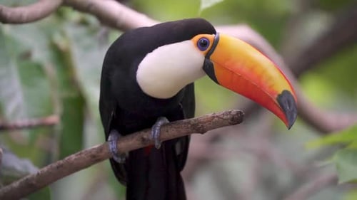 Slow motion shot of a Ramphastos toco perching on a branch and looking forward