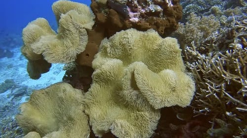 Soft coral gently waving in the ocean current