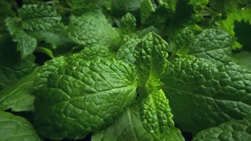 Feuilles vertes fraîches de menthe citronnée, menthe poivrée, texture de feuille de menthe poivrée en gros plan avec motif de macrofeuilles