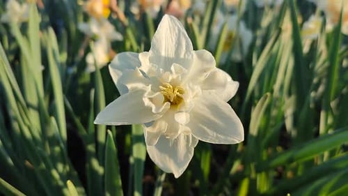 White Daffodil Blooming in Spring Sunlight
