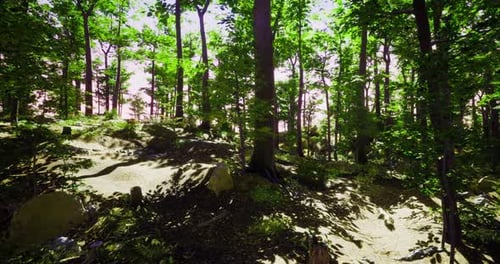 Lush Green Forest with Sunlight Filtering Through Trees During Daytime