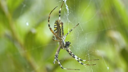 Gros plan d'une araignée guêpe mangeant sa proie