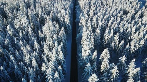 Aerial drone view of empty asphalt car road through pine tree forest in mountain at winter.