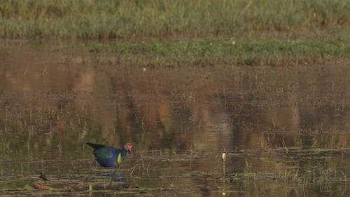 Goa India Greyheaded Swamphen Birds In Morning Looking For Food In Swamp Pond Porphyrio