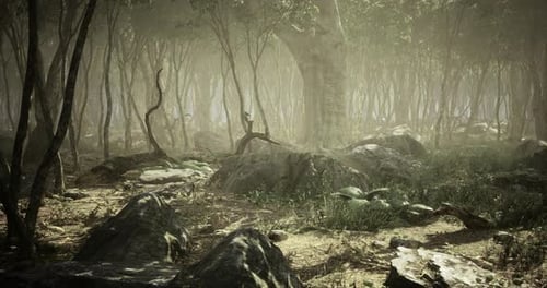 Mysterious Forest with Fog Covering Rocks and Plants in an Enchanted Setting