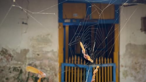 Abandoned Door with Cobwebs and Trapped Leaves