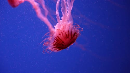 Glowing Jellyfish Swimming in Aquarium