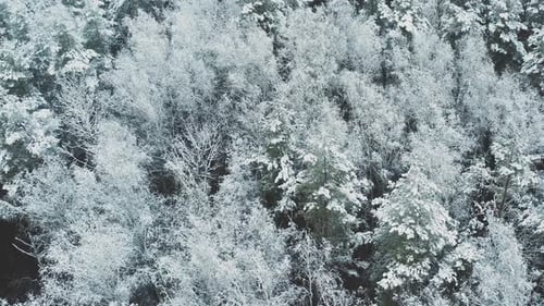 Beautiful Snowy White Forest In Winter Frosty Day Aerial View Flight Above Amazing Pine Forest