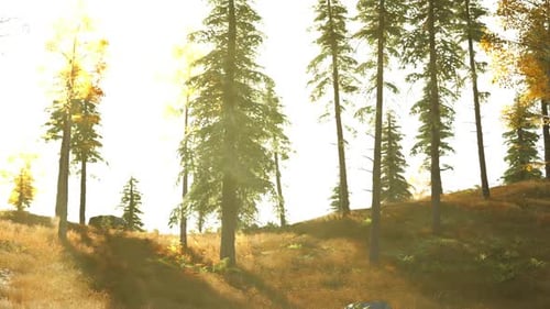 La lumière du soleil filtre à travers les grands pins d'une colline en automne