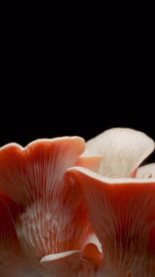 Oyster Mushrooms Macro Zoom on Black Background