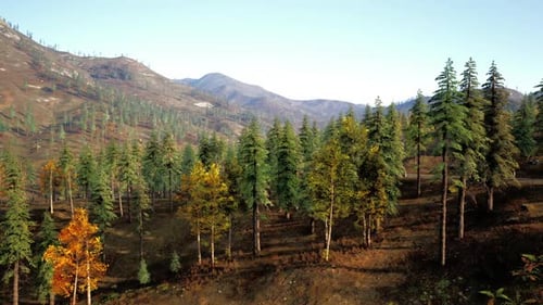 Vibrant Autumn Forest Landscape in the Mountains During Daylight