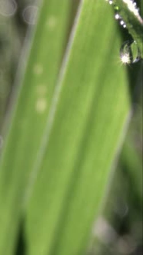 Sunlight Shinning on Dew Drops on Wet Morning Green Grass in Vertical